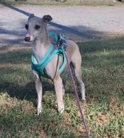 Sadie, a female Italian Greyhound for sale in Oketo, KS – 4 of 5