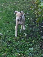 Male #2 Misty & Earl, a male Italian Greyhound for sale in Oketo, KS – 2 of 9