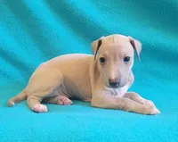 Male #2 Misty & Earl, a male Italian Greyhound for sale in Oketo, KS – 2 of 4