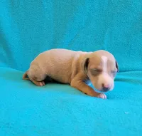 Male 2 Remi, a male Italian Greyhound for sale in Oketo, KS – 5 of 6