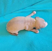 Male 2 Remi, a male Italian Greyhound for sale in Oketo, KS – 3 of 6