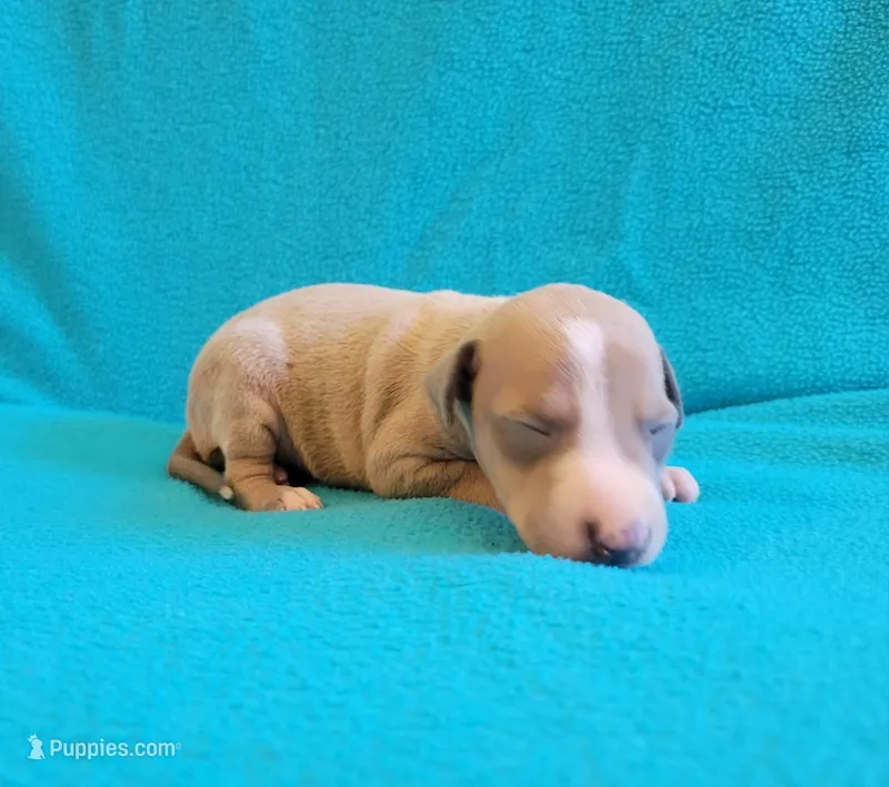 Male 2 Remi – Italian Greyhound puppy for sale in Oketo, KS
