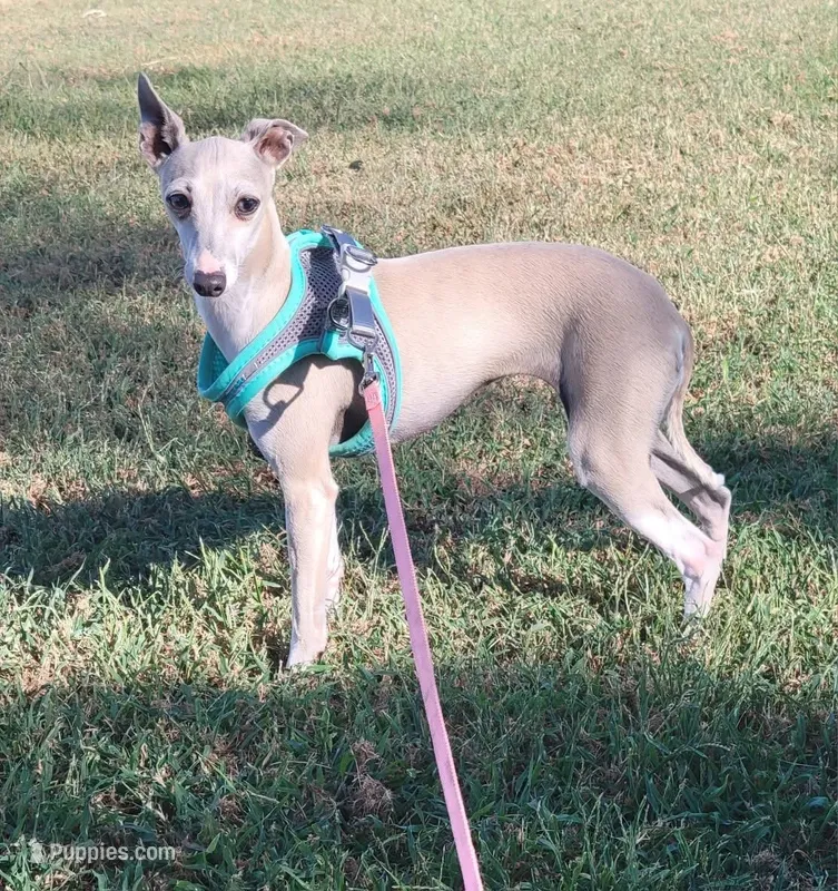 Sadie – Italian Greyhound puppy for sale in Oketo, KS