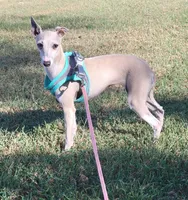 Sadie, a female Italian Greyhound for sale in Oketo, KS – 1 of 5