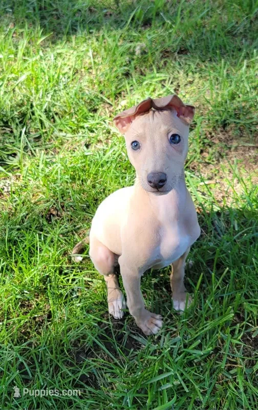Female #1 Misty & Earl – Italian Greyhound puppy for sale in Oketo, KS