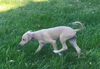 Male #2 Misty & Earl, a male Italian Greyhound for sale in Oketo, KS – 4 of 9