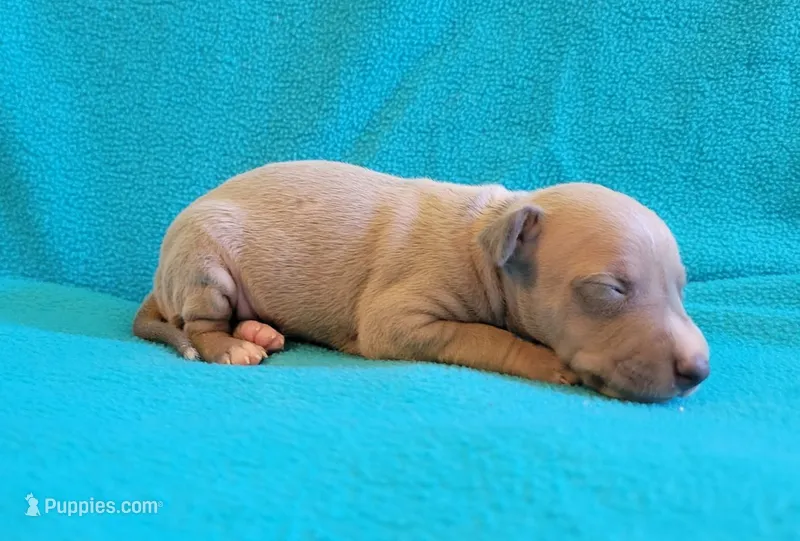 Male 3 Remi – Italian Greyhound puppy for sale in Oketo, KS
