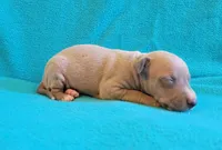 Male 3 Remi, a male Italian Greyhound for sale in Oketo, KS – 1 of 6
