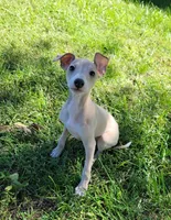 Male #1 Misty & Earl, a male Italian Greyhound for sale in Oketo, KS – 4 of 10