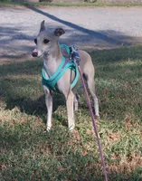 Sadie, a female Italian Greyhound for sale in Oketo, KS – 5 of 5