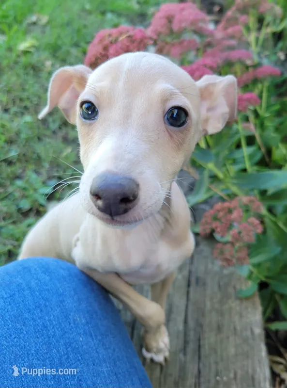 Male #1 Misty & Earl – Italian Greyhound puppy for sale in Oketo, KS