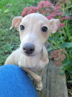 Male #1 Misty & Earl, a male Italian Greyhound for sale in Oketo, KS – 2 of 10