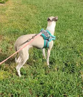 Sadie, a female Italian Greyhound for sale in Oketo, KS – 2 of 5