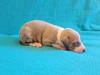 Male 1 Remi , a male Italian Greyhound for sale in Oketo, KS – 5 of 6