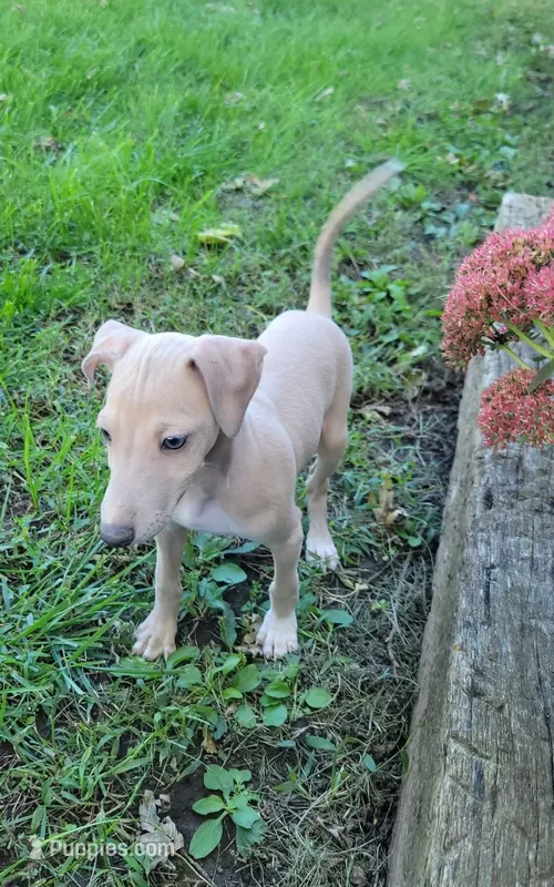 Male #2 Misty & Earl – Italian Greyhound puppy for sale in Oketo, KS