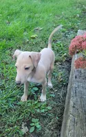 Male #2 Misty & Earl, a male Italian Greyhound for sale in Oketo, KS – 1 of 9