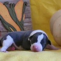 Female 1 Nelly, a female Italian Greyhound for sale in Oketo, KS – Photo 8 of 8