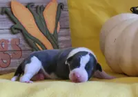 Female 1 Nelly, a female Italian Greyhound for sale in Oketo, KS – Photo 8 of 8