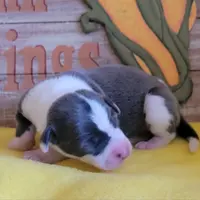 Female 1 Nelly, a female Italian Greyhound for sale in Oketo, KS – Photo 2 of 8