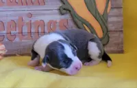 Female 1 Nelly, a female Italian Greyhound for sale in Oketo, KS – Photo 2 of 8