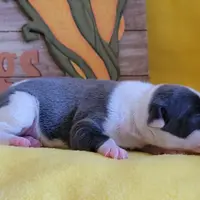 Female 1 Nelly, a female Italian Greyhound for sale in Oketo, KS – Photo 5 of 8