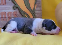 Female 1 Nelly, a female Italian Greyhound for sale in Oketo, KS – Photo 5 of 8