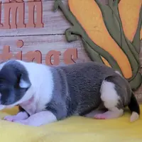 Female 1 Nelly, a female Italian Greyhound for sale in Oketo, KS – Photo 1 of 8