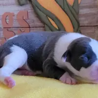 Female 1 Nelly, a female Italian Greyhound for sale in Oketo, KS – Photo 6 of 8