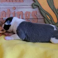 Female 1 Nelly, a female Italian Greyhound for sale in Oketo, KS – Photo 4 of 8