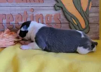 Female 1 Nelly, a female Italian Greyhound for sale in Oketo, KS – Photo 4 of 8