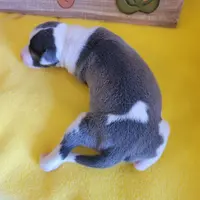 Female 1 Nelly, a female Italian Greyhound for sale in Oketo, KS – Photo 7 of 8