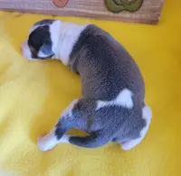 Female 1 Nelly, a female Italian Greyhound for sale in Oketo, KS – Photo 7 of 8