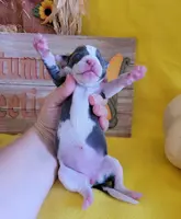 Female 1 Nelly, a female Italian Greyhound for sale in Oketo, KS – Photo 3 of 8