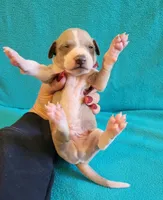 Male 1 Remi , a male Italian Greyhound for sale in Oketo, KS – 6 of 6