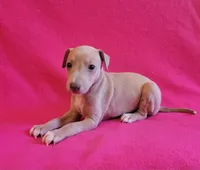 Female #1 Misty & Earl, a female Italian Greyhound for sale in Oketo, KS – 2 of 2