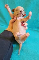 Male 3 Remi, a male Italian Greyhound for sale in Oketo, KS – 2 of 6