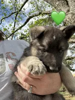 Mr Green, a male German Shepherd Dog for sale in Roseboro, NC – Photo 9 of 10