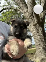Princess White, a female German Shepherd Dog for sale in Roseboro, NC – Photo 4 of 4