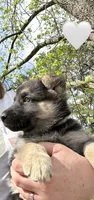 Princess White, a female German Shepherd Dog for sale in Roseboro, NC – Photo 3 of 4
