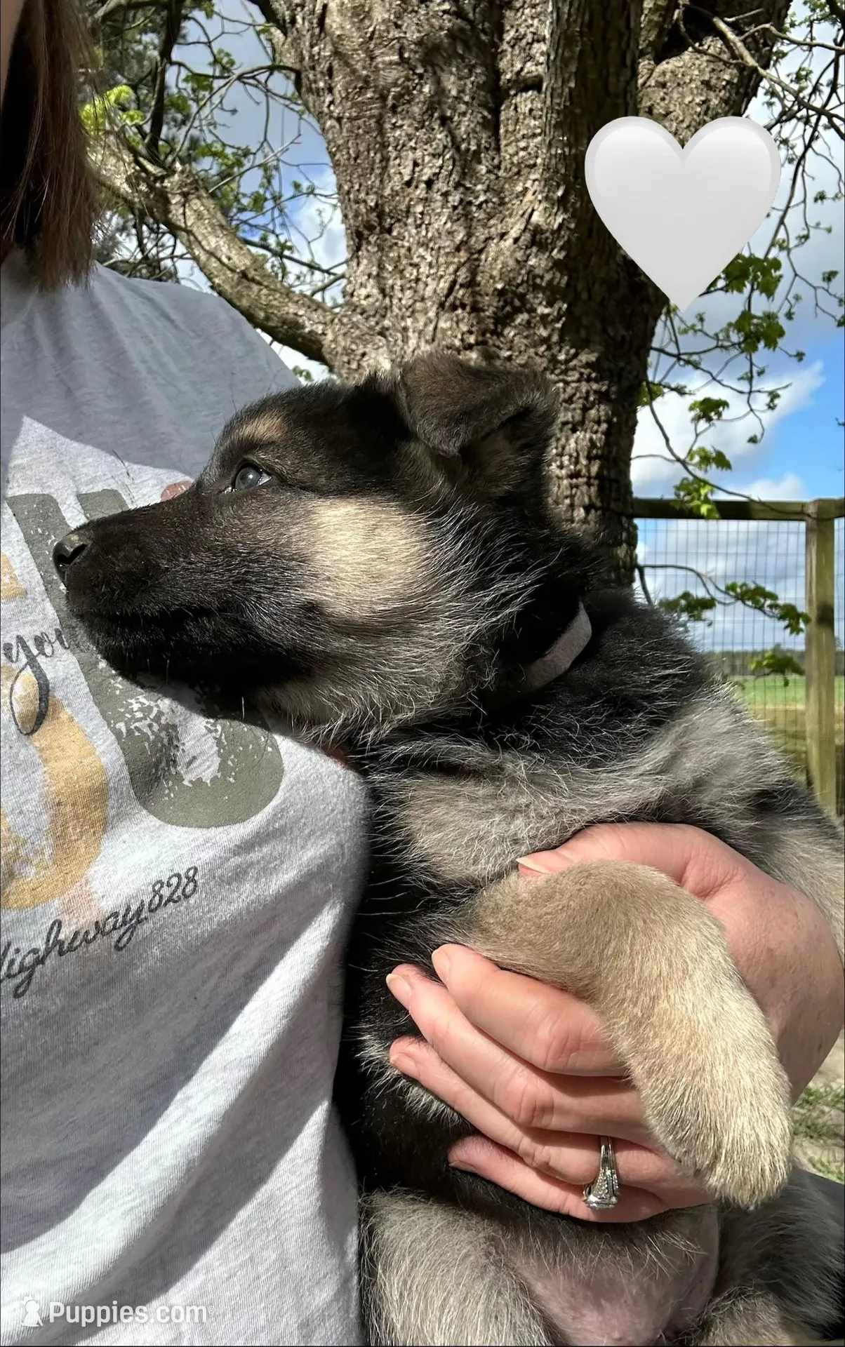 Princess White, a female German Shepherd Dog for sale in Roseboro, NC – Photo 1 of 4