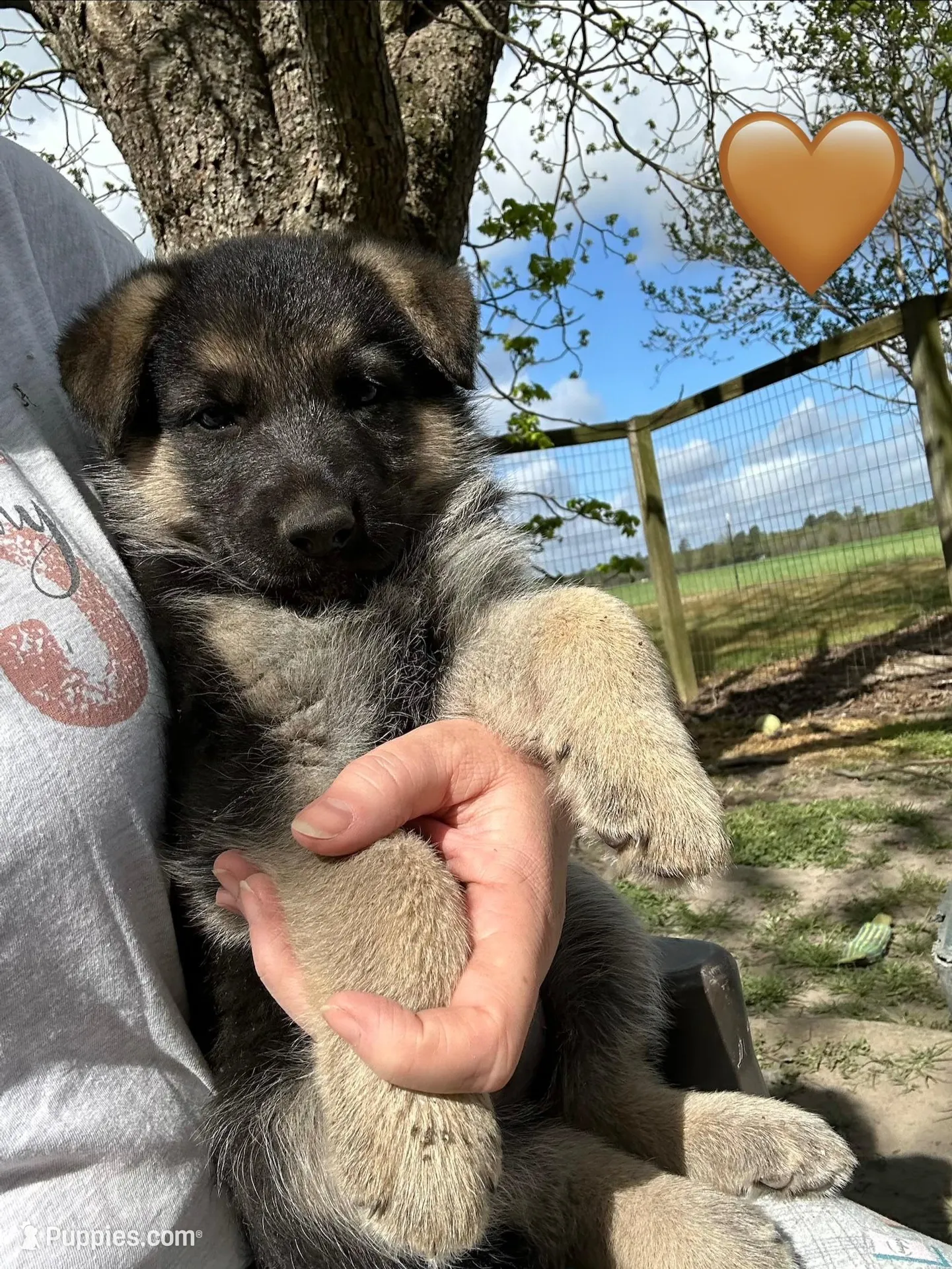 Orange Jewel, a female German Shepherd Dog for sale in Roseboro, NC – Photo 2 of 5