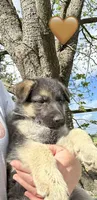 Orange Jewel, a female German Shepherd Dog for sale in Roseboro, NC – Photo 3 of 5