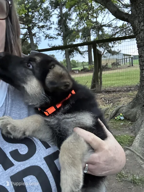 Orange Jewel – German Shepherd Dog puppy for sale in Roseboro, NC