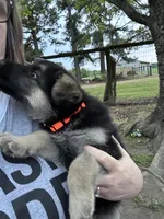 Orange Jewel, a female German Shepherd Dog for sale in Roseboro, NC – Photo 1 of 5