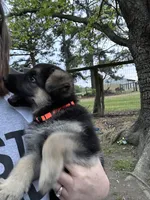 Orange Jewel, a female German Shepherd Dog for sale in Roseboro, NC – Photo 5 of 5