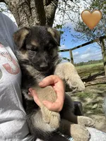 Orange Jewel, a female German Shepherd Dog for sale in Roseboro, NC – Photo 4 of 5