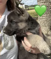 Mr Green, a male German Shepherd Dog for sale in Roseboro, NC – Photo 4 of 10