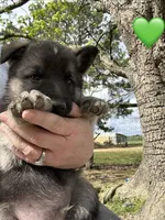Mr Green, a male German Shepherd Dog for sale in Roseboro, NC – Photo 5 of 10