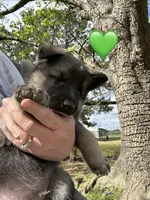 Mr Green, a male German Shepherd Dog for sale in Roseboro, NC – Photo 6 of 10