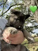 Mr Green, a male German Shepherd Dog for sale in Roseboro, NC – Photo 8 of 10